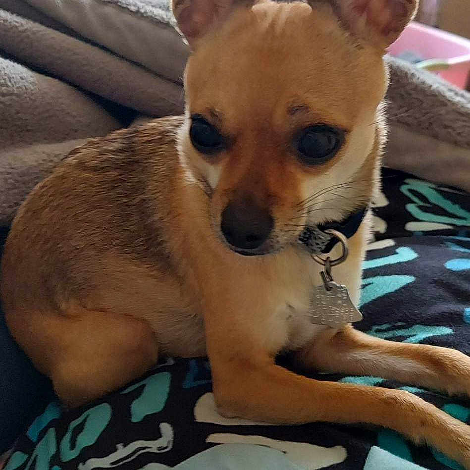 Izzy