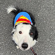 Owen joined the competition — help win amazing prizes! dog, border_collie, leash, pavement, sneakers, costume, blue_shirt, black_and_white_fur, brown_eyes, looking_up, top_down_view, portrait, pet, outdoor, asphalt, tail, nose, attentive, human_feet, colorful_clothing