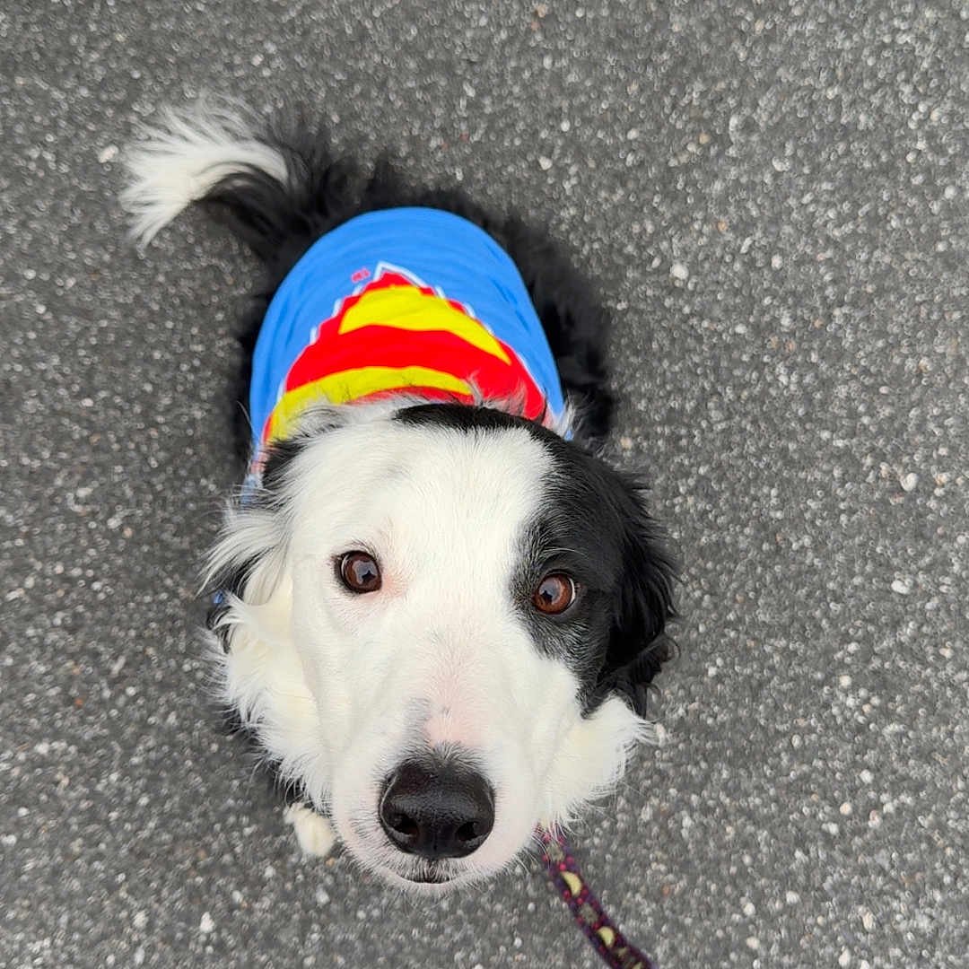 Owen joined the competition — help win amazing prizes! asphalt, attentive, black_and_white_fur, blue_shirt, border_collie, brown_eyes, colorful_clothing, costume, dog, human_feet, leash, looking_up, nose, outdoor, pavement, pet, portrait, sneakers, tail, top_down_view