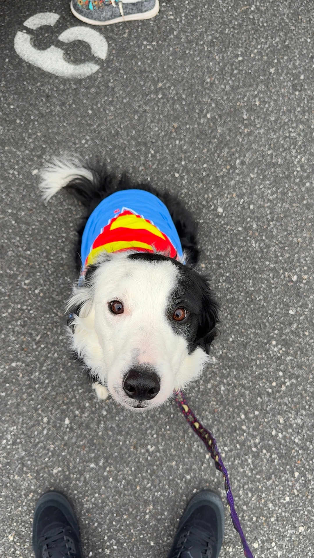 Owen joined the competition — help win amazing prizes! dog, border_collie, leash, pavement, sneakers, costume, blue_shirt, black_and_white_fur, brown_eyes, looking_up, top_down_view, portrait, pet, outdoor, asphalt, tail, nose, attentive, human_feet, colorful_clothing