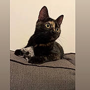 Ruby joined the competition — help win amazing prizes! cat, tortoiseshell, pet, animal, feline, toy_mouse, couch, indoor, fur, whiskers, ears, eyes, resting, curious, texture, closeup, domestic, playful, cozy, relaxed