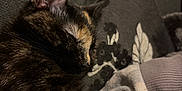 Ruby joined the competition — help win amazing prizes! animal, blanket, cat, closeup, comfort, couch, cozy, domestic, fur, home, indoor, nap, pet, pillow, relaxation, resting, sleeping, soft, tortoiseshell, whiskers