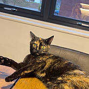 Ruby joined the competition — help win amazing prizes! animal, cat, chair, curious, daylight, domestic_cat, feline, fur, home, indoor, looking, mammal, pet, relaxed, resting, table, tortoiseshell_cat, window, wooden_table, yellow_eyes
