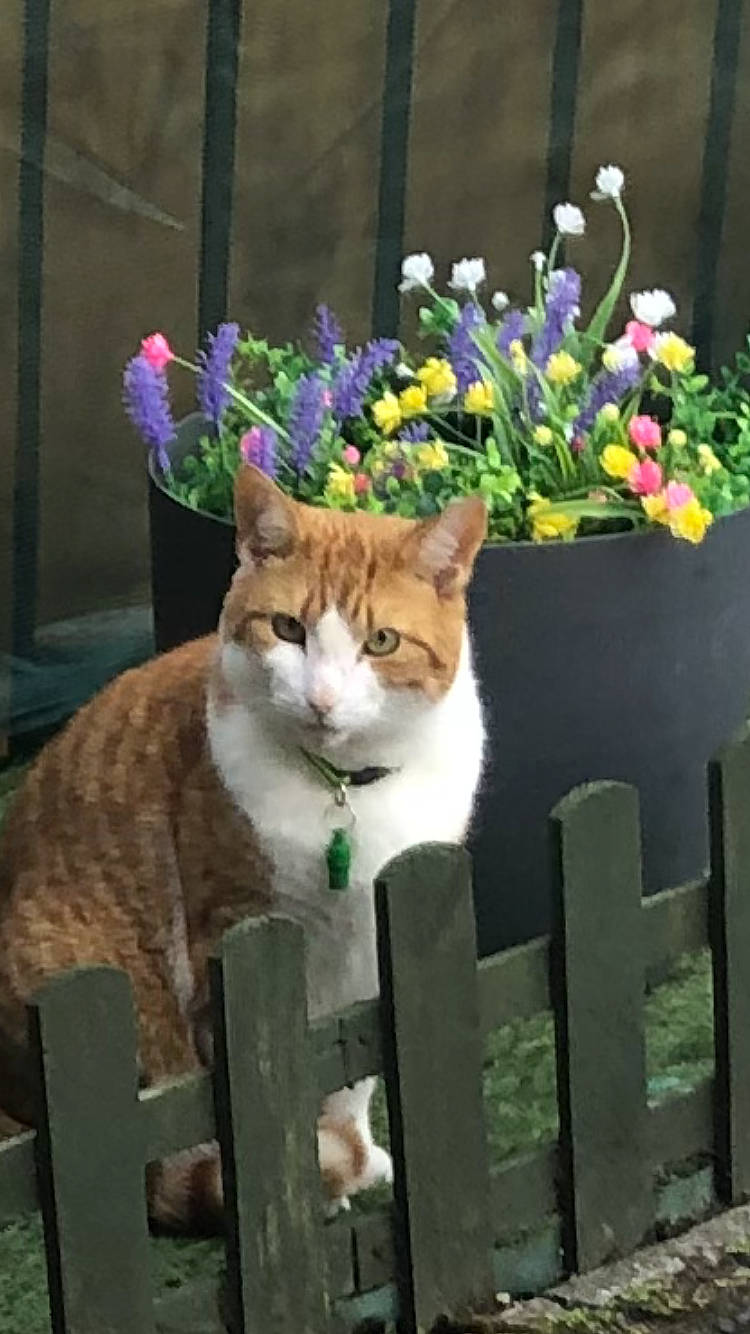 Leonardo joined the competition — help win amazing prizes! carnivore, cat, domestic_short_haired_cat, fawn, felidae, fence, flower, flowerpot, grass, groundcover, herbaceous_plant, home_fencing, houseplant, petal, plant, small_to_medium_sized_cats, tail, tree, whiskers, wood