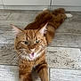 abyssinian, animal, architecture, building, cat, furniture, hardwood, indoors, interiordesign, kitten, livingroom, manx, pet, plywood, room, stainedwood, tile, wood