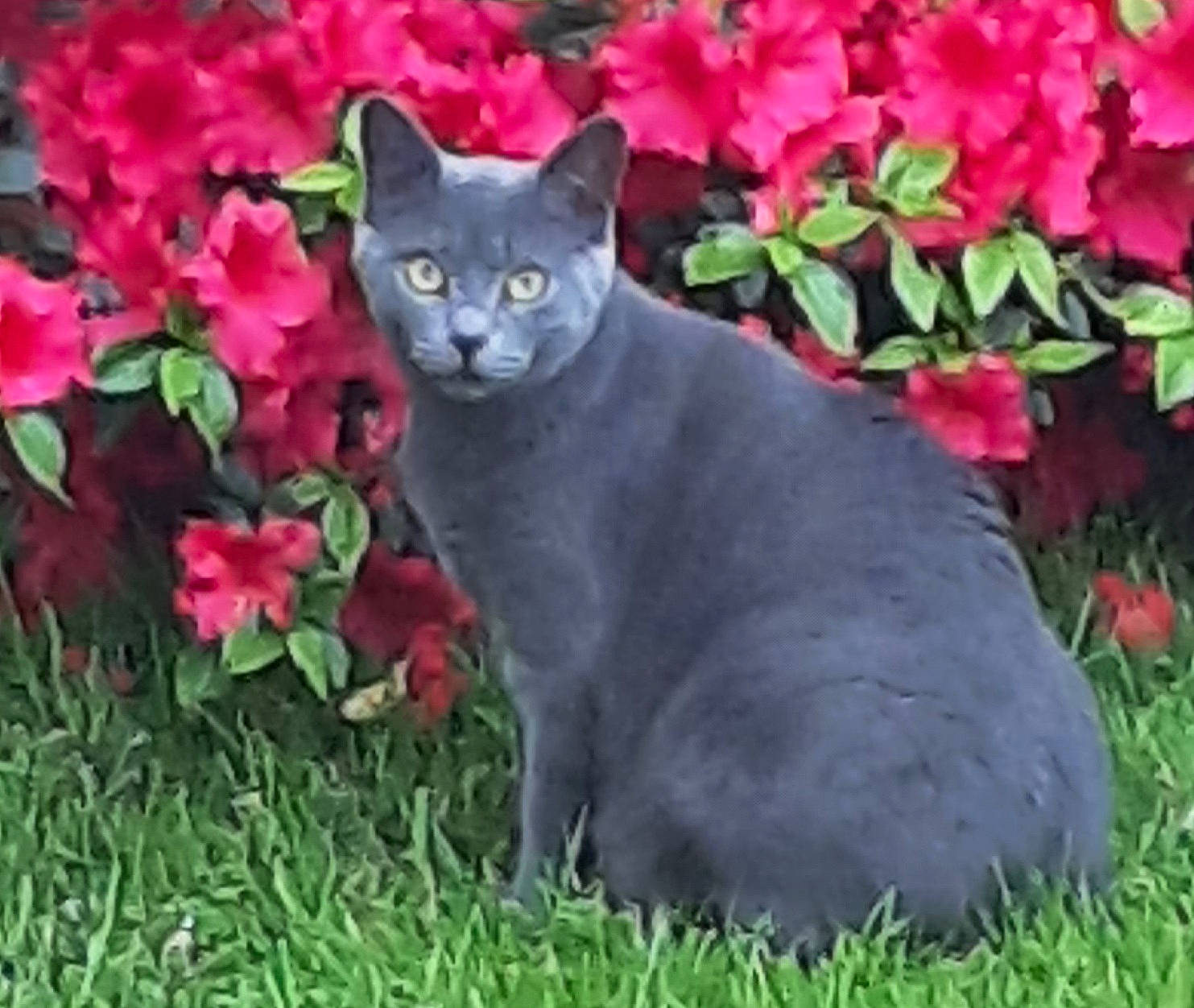 Sidney participe au concours pour gagner de l'argent avec cette photo : annual_plant, carnivore, cat, domestic_short_haired_cat, fawn, felidae, flower, flowering_plant, flowerpot, garden, grass, groundcover, leaf, petal, plant, shrub, small_to_medium_sized_cats, snout, tree, whiskers