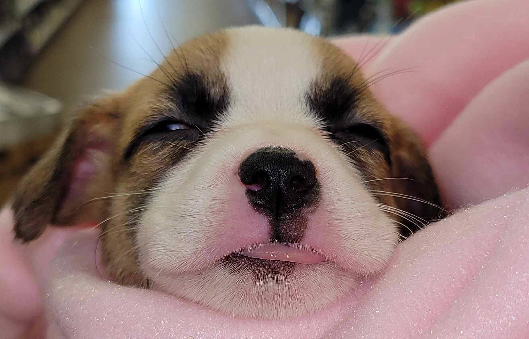 Diamond joined the competition — help win amazing prizes! canidae, carnivore, comfort, companion_dog, dog, dog_breed, fawn, fur, non_sporting_group, paw, puppy, snout, sporting_group, terrestrial_animal, toy_dog, whiskers, working_animal