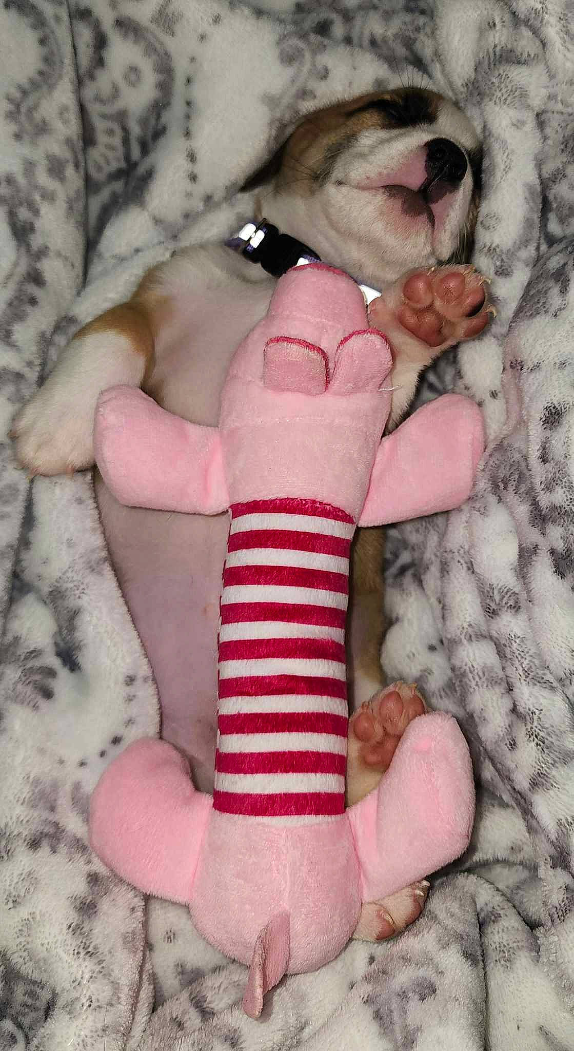 Diamond is registered to the contest to win money with this photo: carmine, comfort, eyelash, fashion_accessory, fawn, finger, gesture, glove, hand, human_leg, nail, pattern, pink, skin, stuffed_toy, textile, thumb, toy, white, wrist