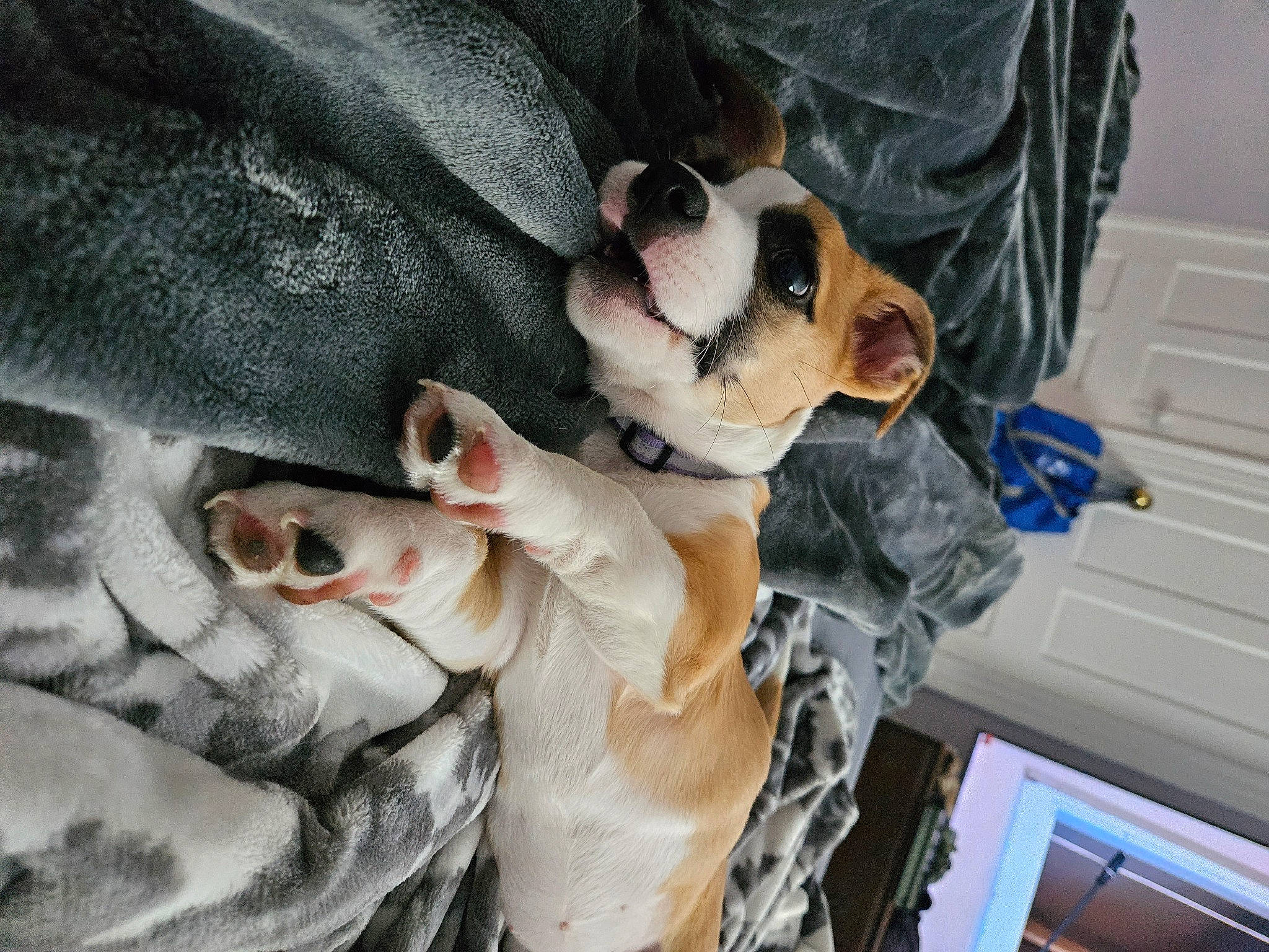 Diamond joined the competition — help win amazing prizes! canidae, carnivore, collar, comfort, companion_dog, dog, dog_breed, eyewear, fawn, fur, guard_dog, non_sporting_group, paw, puppy, puppy_love, snout, sporting_group, toy_dog, whiskers, working_animal