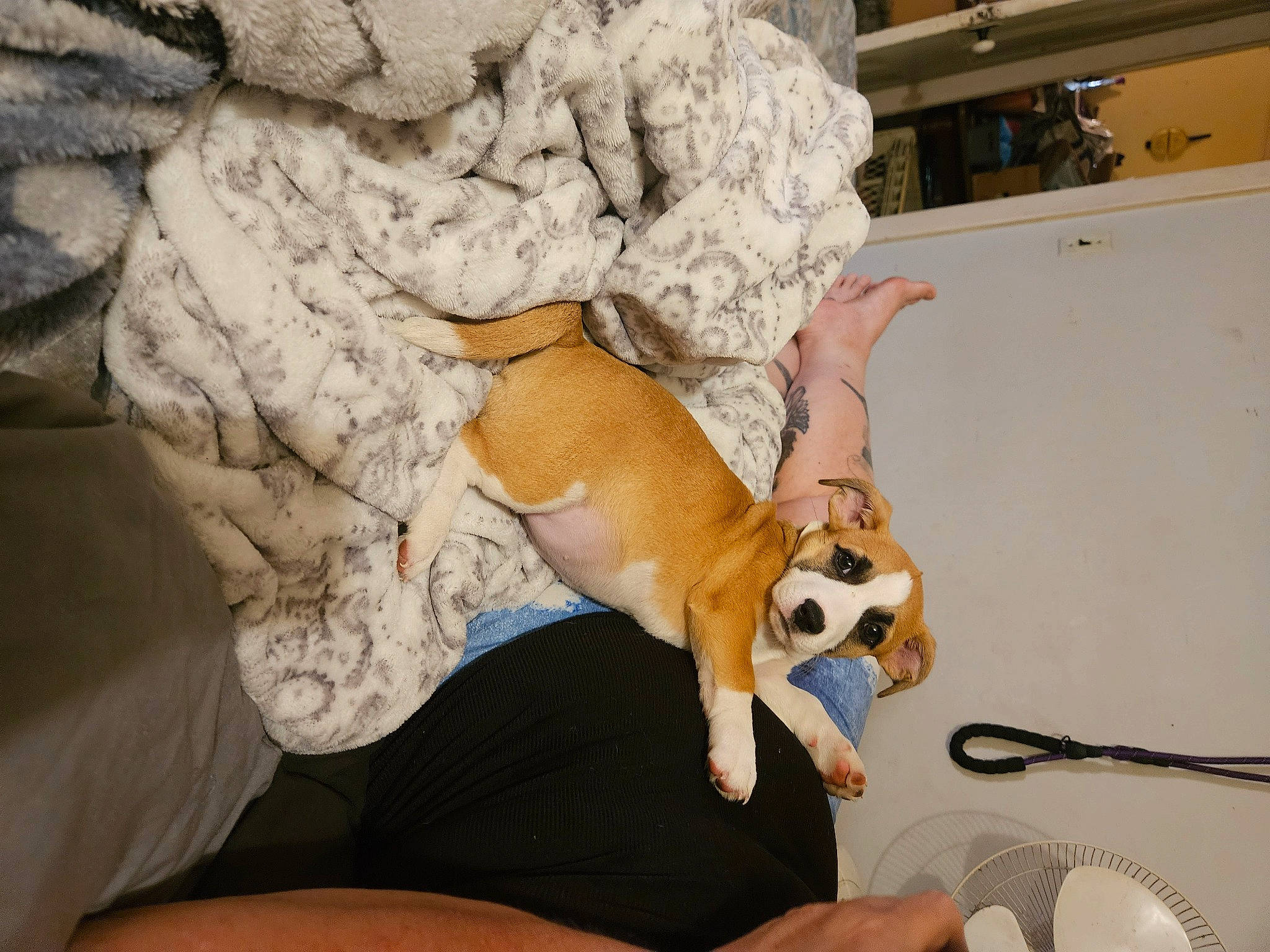 Diamond is registered to the contest to win money with this photo: audio_equipment, carnivore, chihuahua, comfort, companion_dog, dog, dog_breed, fawn, fur, human_leg, knee, paw, room, snout, sporting_group, stuffed_toy, tail, thigh, toy, toy_dog