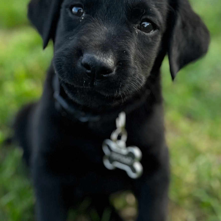 Apollo joined the competition — help win amazing prizes! animal, canine, dog, hound, labradorretriever, pet, pointer, puppy, snout, text