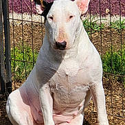 Mila is registered to the contest to win money with this photo: bull_terrier, dog, pet, animal, outdoor, fence, toy, chew_toy, white_dog, sitting, sunlight, grass, dirt, ears, snout, paw, muscular, domestic_animal, playful, alert