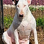 bull_terrier, dog, pet, animal, outdoor, fence, toy, chew_toy, white_dog, sitting, sunlight, grass, dirt, ears, snout, paw, muscular, domestic_animal, playful, alert