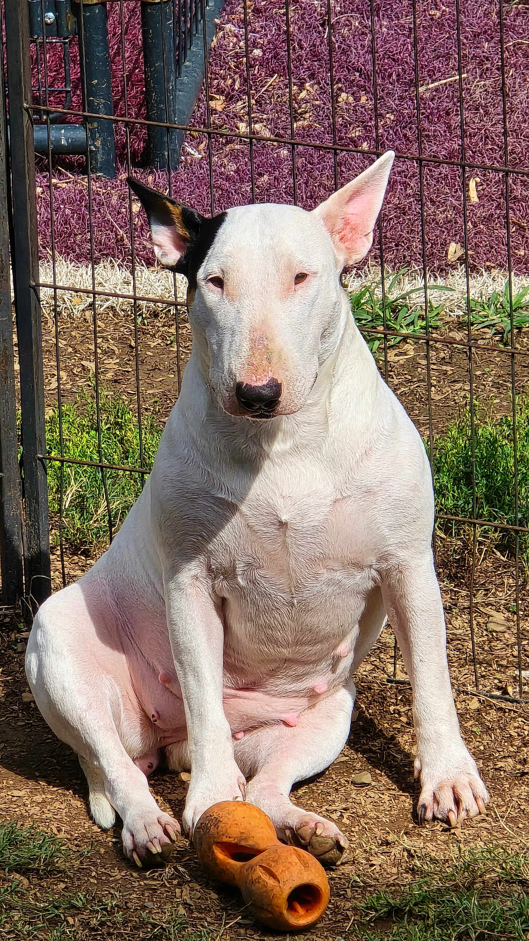 Mila is registered to the contest to win money with this photo: bull_terrier, dog, pet, animal, outdoor, fence, toy, chew_toy, white_dog, sitting, sunlight, grass, dirt, ears, snout, paw, muscular, domestic_animal, playful, alert