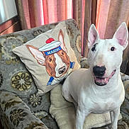 Charlotte is registered to the contest to win money with this photo: bull_terrier, dog, pet, animal, chair, pillow, cartoon, marine_hat, indoor, curtains, smiling, white_dog, furniture, cozy, sunlight, vintage, patterned_fabric, portrait, happy, home