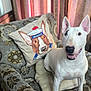 animal, bull_terrier, cartoon, chair, cozy, curtains, dog, furniture, happy, home, indoor, marine_hat, patterned_fabric, pet, pillow, portrait, smiling, sunlight, vintage, white_dog