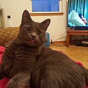 Beatle Bum is registered to the contest to win money with this photo: animal, blanket, cat, cozy, cute, ears, floor, furniture, gray_cat, indoor, living_room, mammal, pet, red_blanket, relaxed, television, tongue_out, whiskers, window, wood_floor