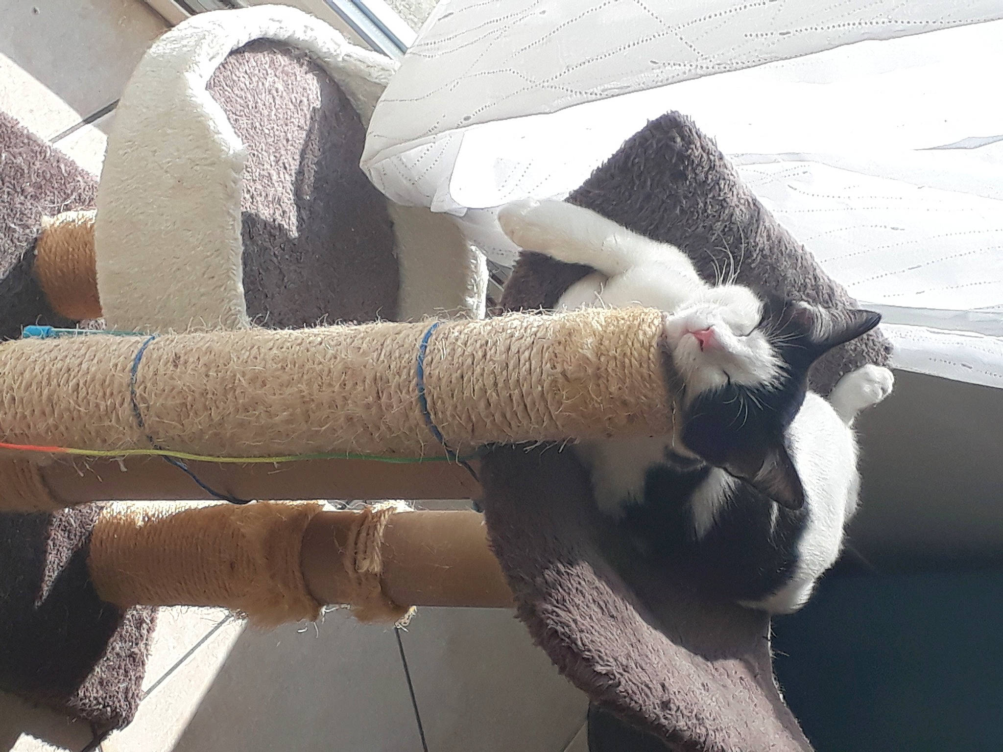 Pakun participe au concours pour gagner de l'argent avec cette photo : cat, felidae, finger, fur, glove, hand, leg, small_to_medium_sized_cats, tail