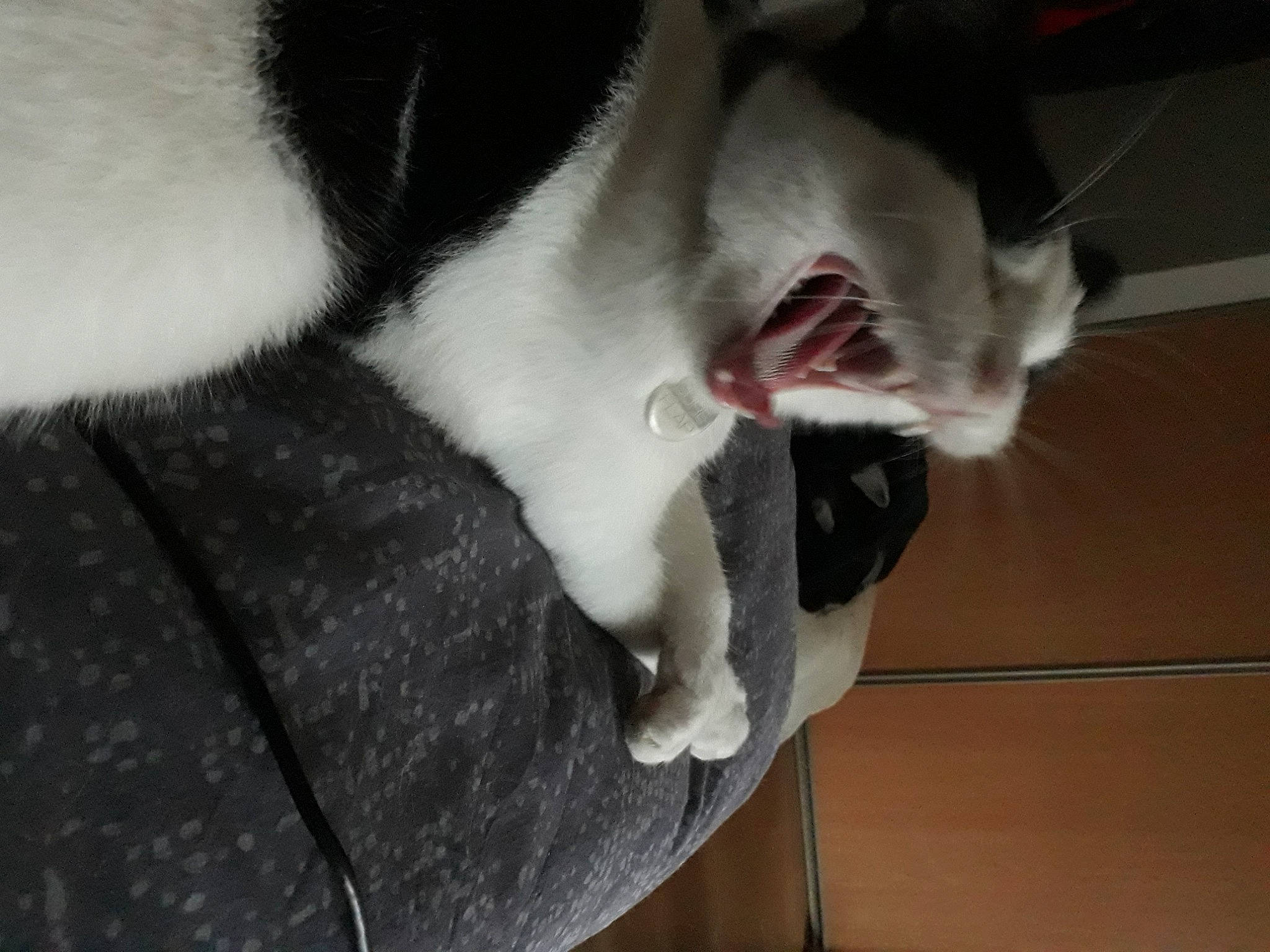 Pakun participe au concours pour gagner de l'argent avec cette photo : boston_terrier, canidae, carnivore, cat, dog_breed, ear, felidae, fur, mammal, paw, small_to_medium_sized_cats, snout, tail, whiskers