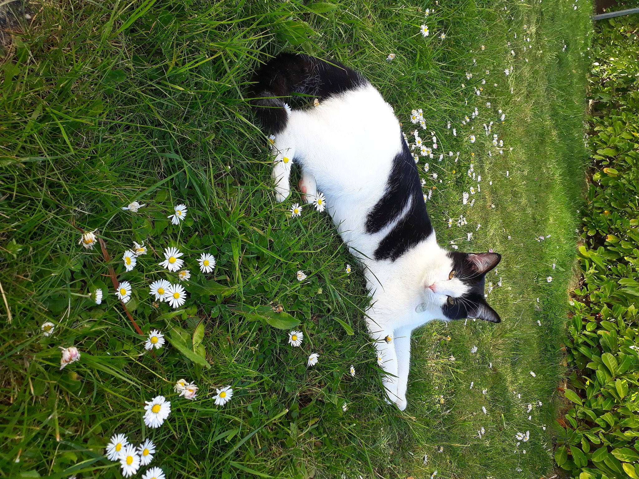 Pakun a rejoint le concours — aidez-le/la à gagner de superbes lots ! canidae, carnivore, cat, domestic_short_haired_cat, felidae, flower, grass, plant, small_to_medium_sized_cats, tail, whiskers