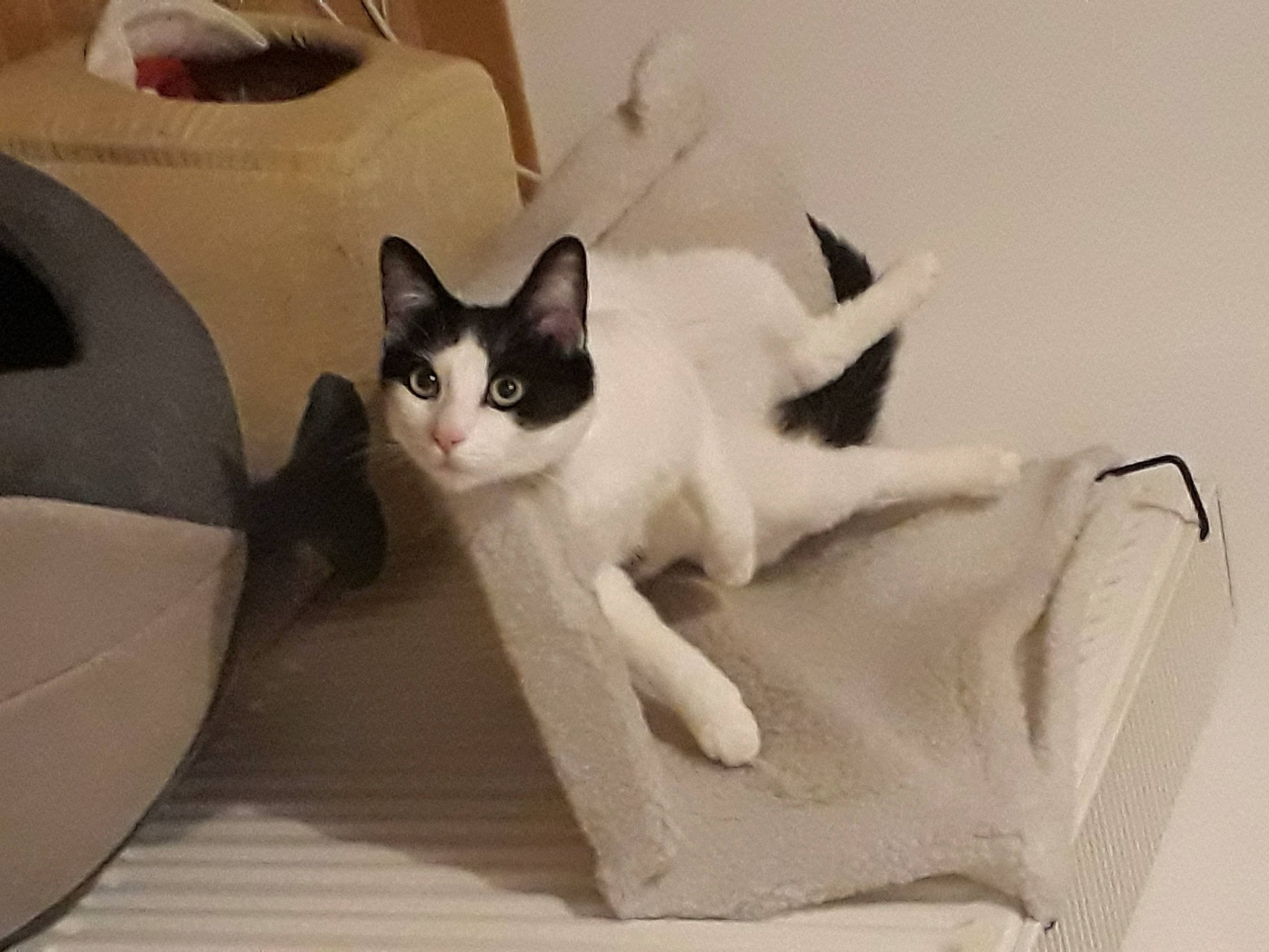 Pakun a rejoint le concours — aidez-le/la à gagner de superbes lots ! aegean_cat, american_wirehair, asian, carnivore, cat, domestic_short_haired_cat, felidae, kitten, small_to_medium_sized_cats, tail, whiskers, white