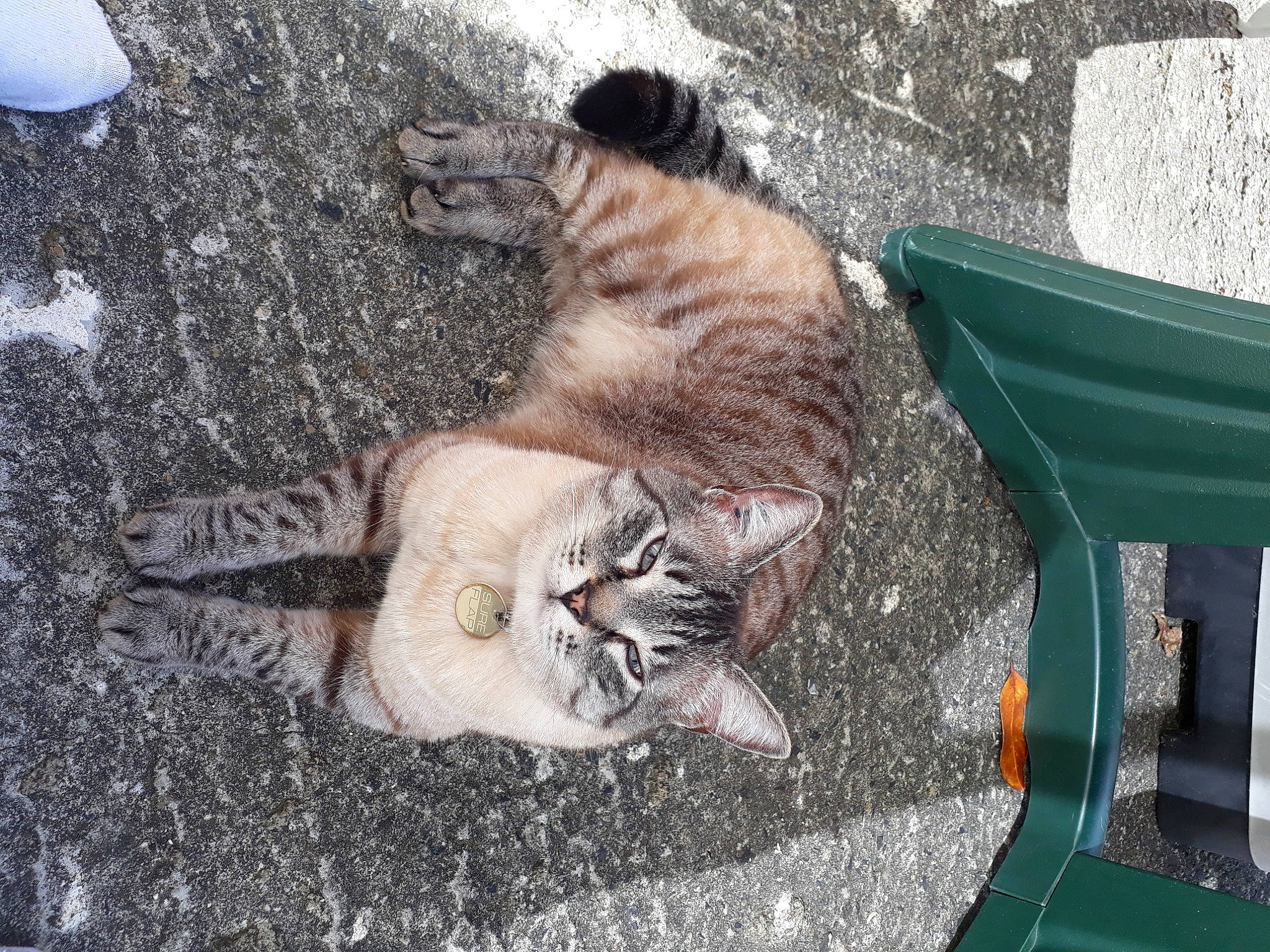 Loky a rejoint le concours — aidez-le/la à gagner de superbes lots ! aegean_cat, canidae, carnivore, cat, domestic_short_haired_cat, european_shorthair, fawn, felidae, kitten, polydactyl_cat, small_to_medium_sized_cats, tabby_cat, whiskers