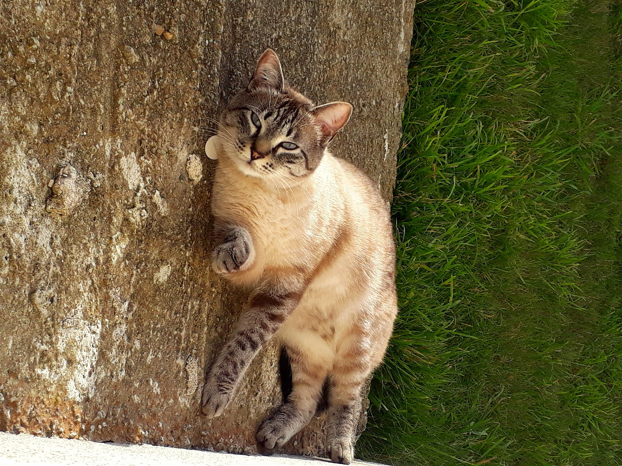 Loky a rejoint le concours — aidez-le/la à gagner de superbes lots ! aegean_cat, asian, carnivore, cat, chausie, domestic_short_haired_cat, european_shorthair, facial_expression, felidae, grass, mammal, ocicat, small_to_medium_sized_cats, snout, tabby_cat, tree, vertebrate, whiskers, wild_cat, wildlife