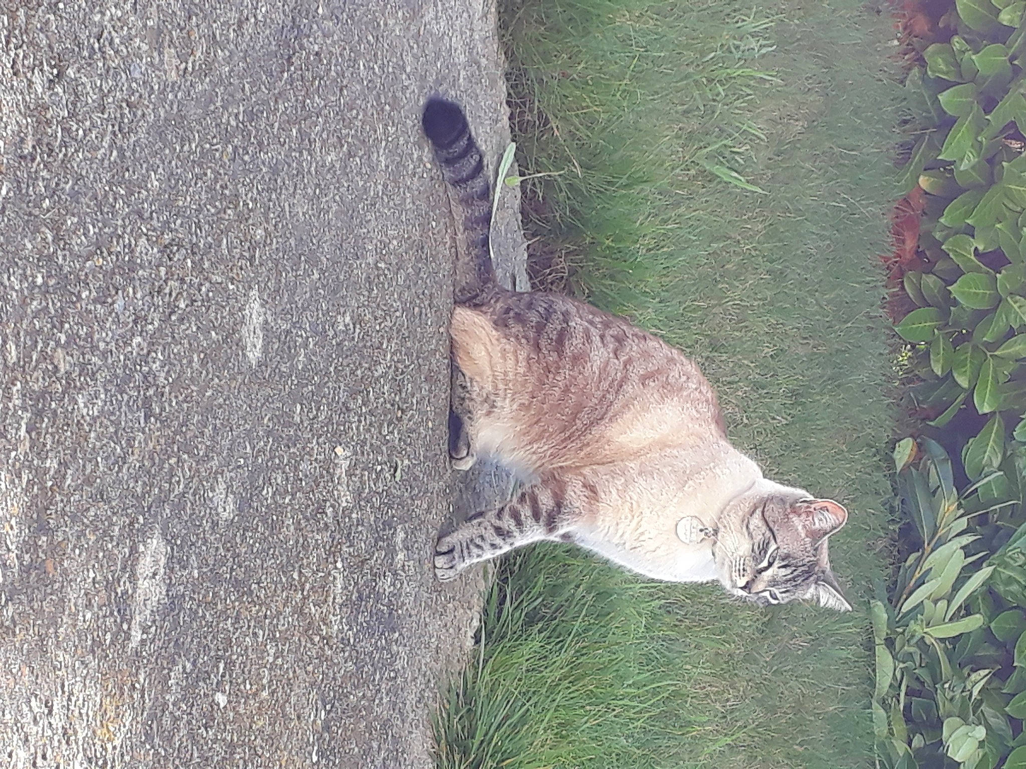 Loky participe au concours pour gagner de l'argent avec cette photo : carnivore, cat, domestic_short_haired_cat, european_shorthair, fawn, felidae, grass, plant, small_to_medium_sized_cats, snout, tail, tree, whiskers, wild_cat