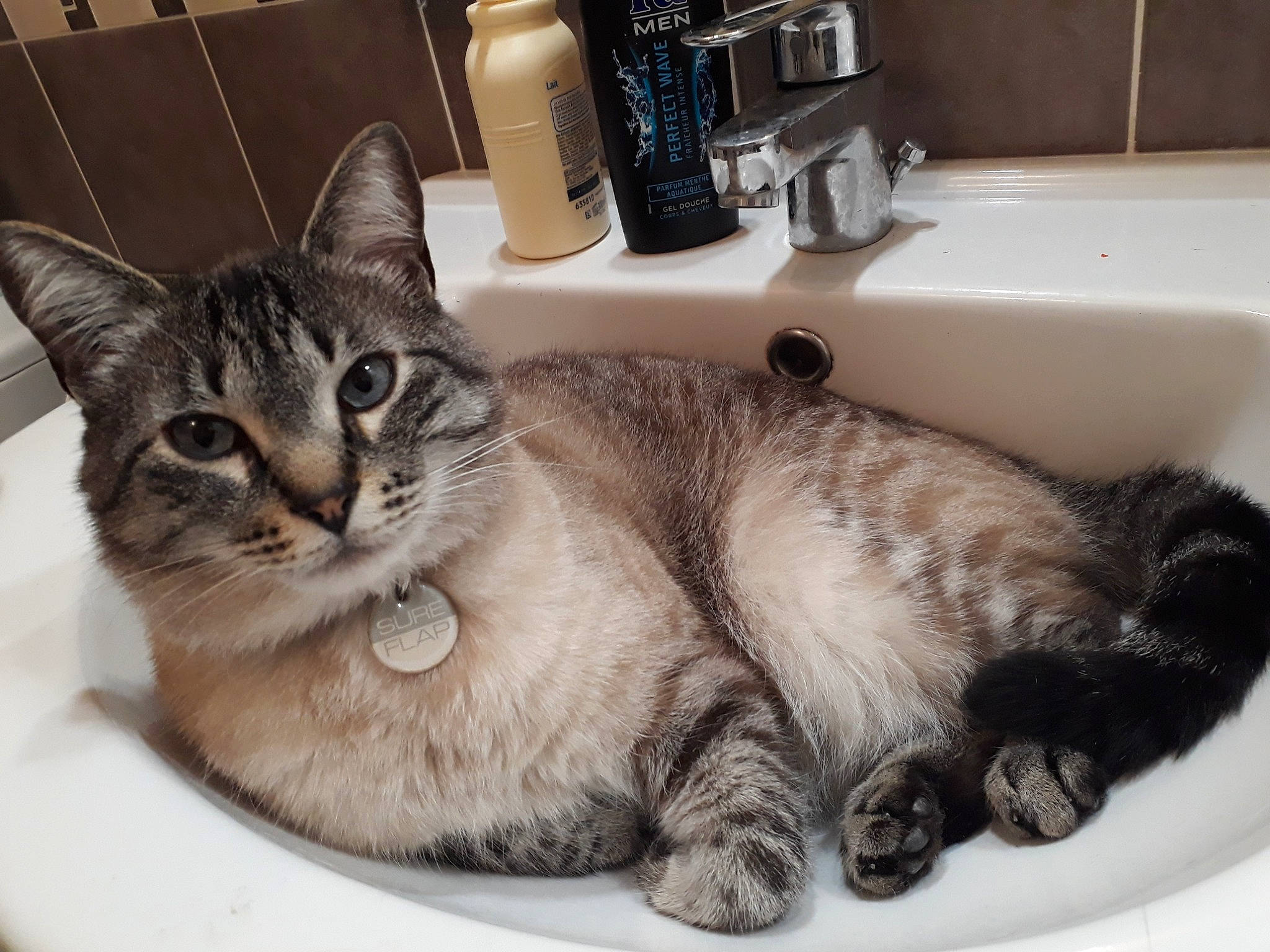 Loky a rejoint le concours — aidez-le/la à gagner de superbes lots ! american_shorthair, asian, australian_mist, british_semi_longhair, carnivore, cat, domestic_long_haired_cat, domestic_short_haired_cat, dragon_li, european_shorthair, felidae, fur, kitten, mammal, paw, plumbing_fixture, sink, small_to_medium_sized_cats, tabby_cat, whiskers