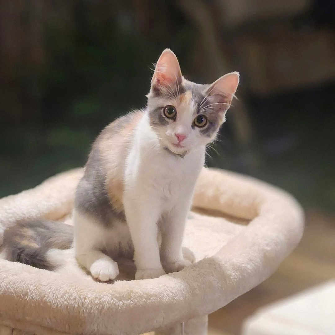 Daisy joined the competition — help win amazing prizes! animal, calico, cat, cat_tree, curious, cute, domestic, ears, feline, fuzzy, indoor, kitten, pet, playful, plush, sitting, soft, tail, whiskers, young