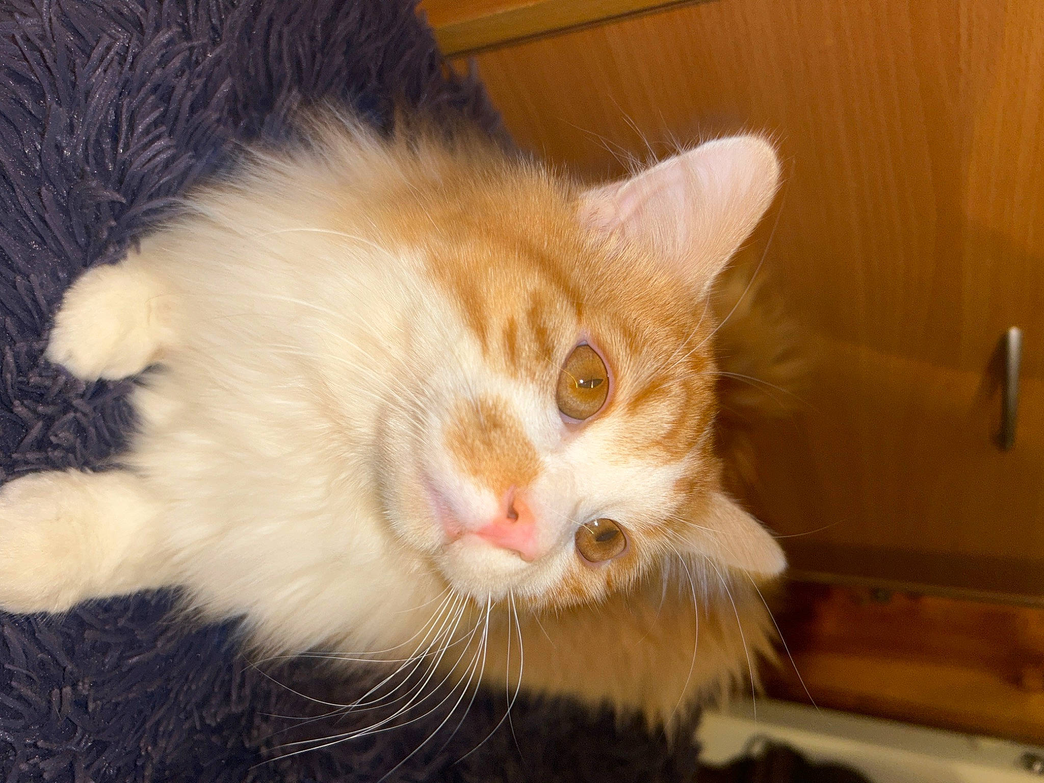 Chiro participe au concours pour gagner de l'argent avec cette photo : carnivore, cat, claw, domestic_short_haired_cat, fawn, felidae, fur, paw, small_to_medium_sized_cats, snout, tail, whiskers, window, wood