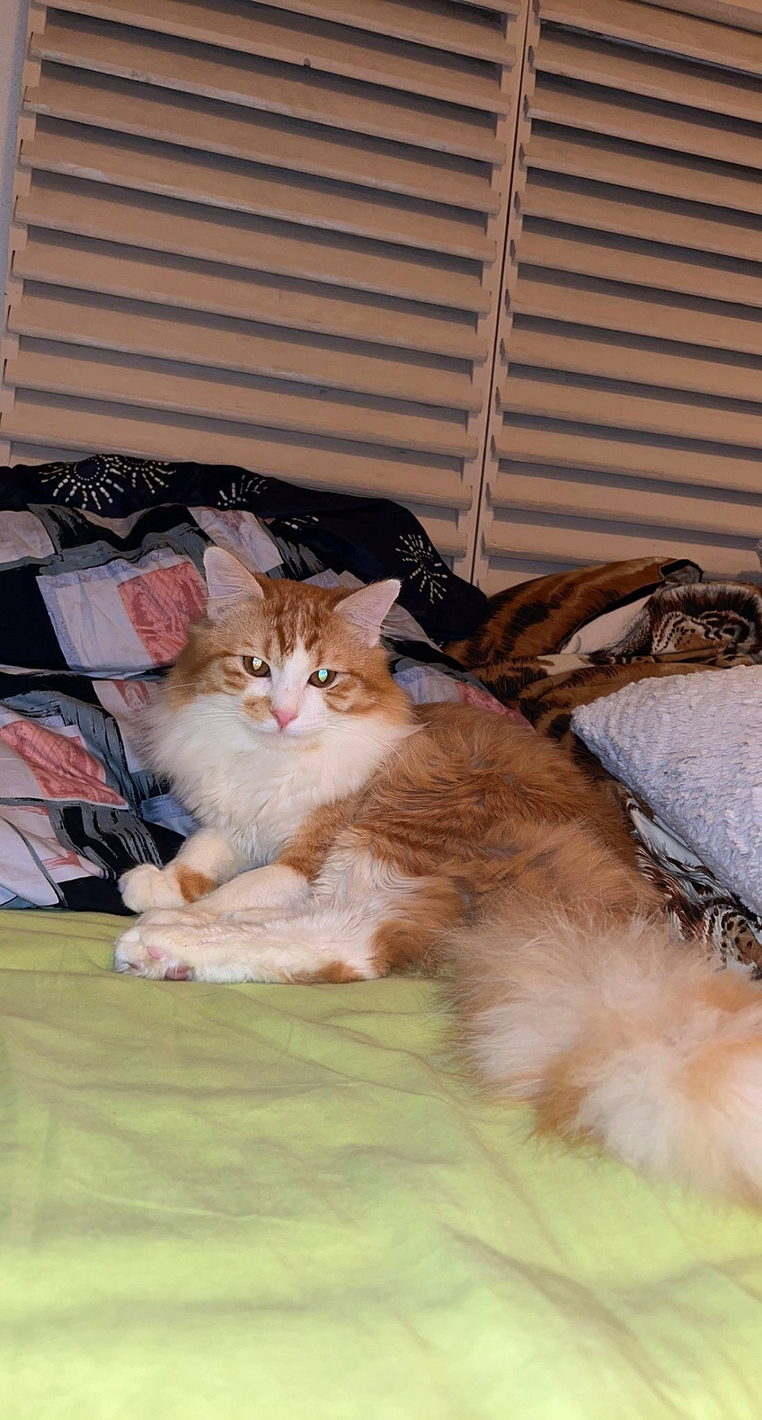 Chiro participe au concours pour gagner de l'argent avec cette photo : carnivore, cat, claw, comfort, domestic_short_haired_cat, fawn, felidae, flooring, fur, mammal, nap, paw, sitting, small_to_medium_sized_cats, snout, tail, vertebrate, whiskers, window, wood