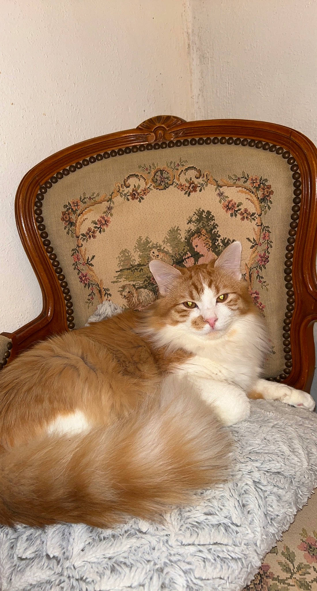 Chiro participe au concours pour gagner de l'argent avec cette photo : bedding, carnivore, cat, chair, comfort, couch, fawn, felidae, fur, hardwood, linens, plant, room, sitting, small_to_medium_sized_cats, tail, terrestrial_animal, whiskers, window, wood