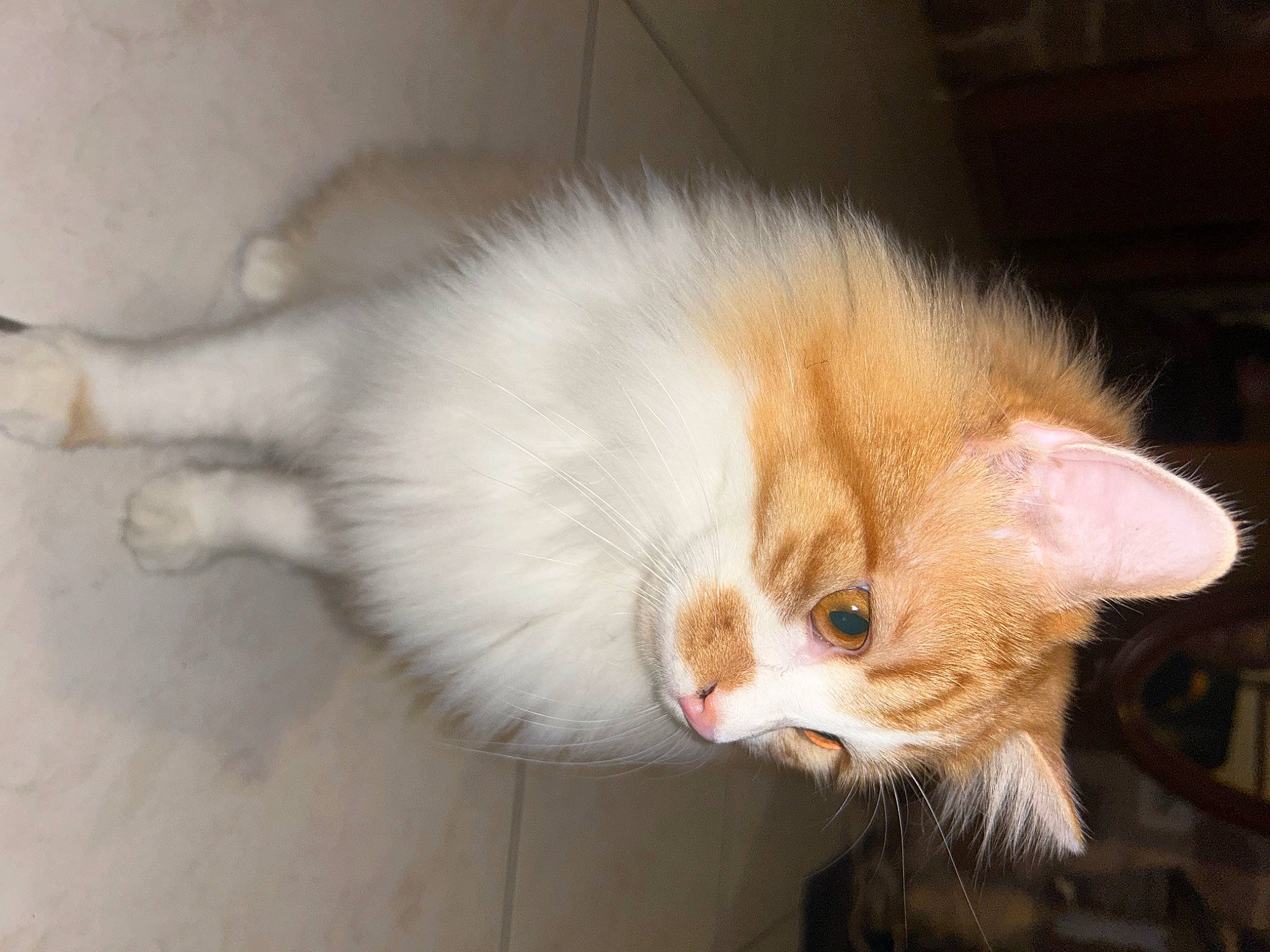 Chiro a rejoint le concours — aidez-le/la à gagner de superbes lots ! carnivore, cat, claw, domestic_short_haired_cat, eye, fawn, felidae, fur, paw, small_to_medium_sized_cats, snout, tail, whiskers, window