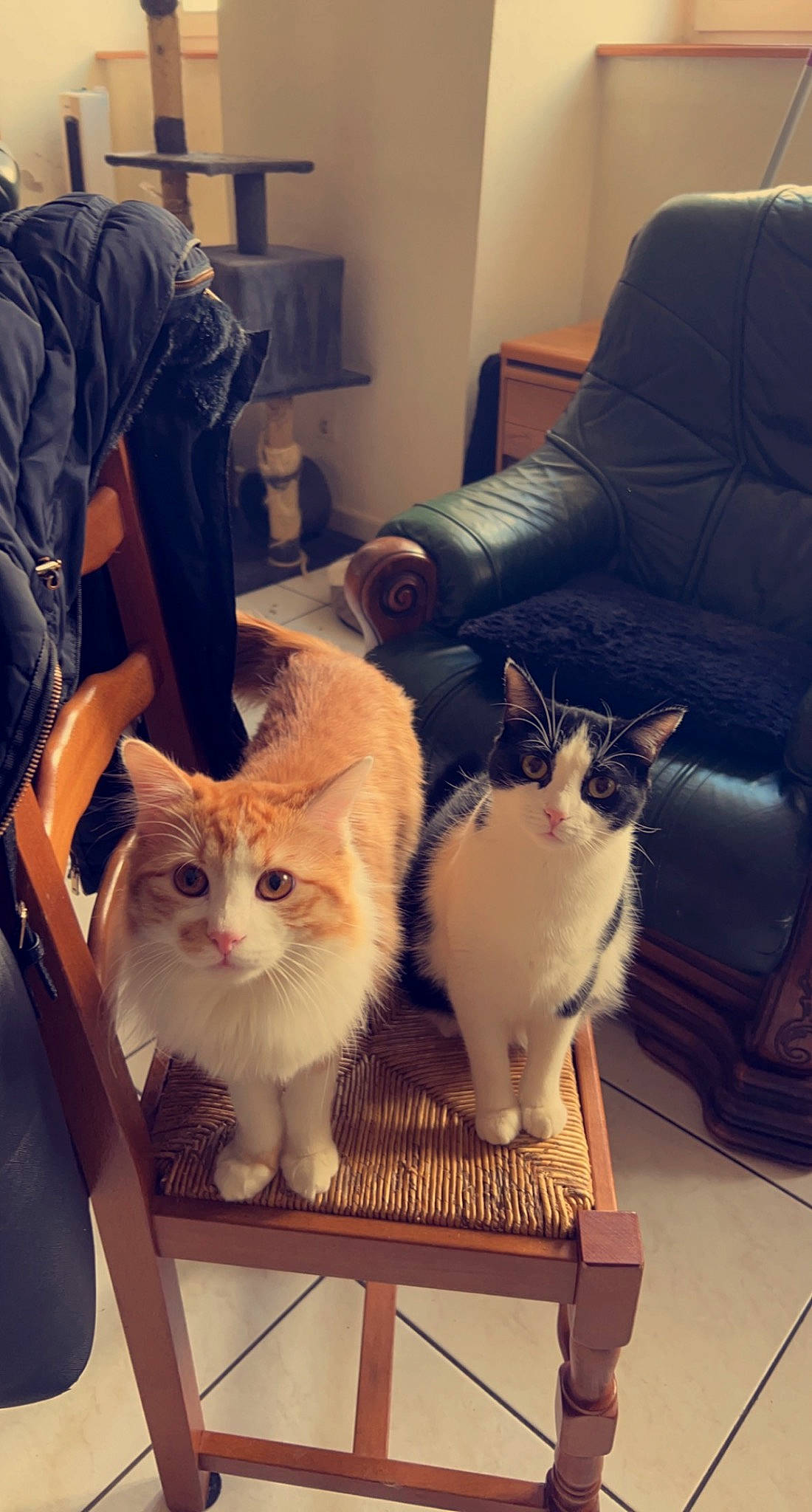 Chiro participe au concours pour gagner de l'argent avec cette photo : carnivore, cat, chair, comfort, couch, domestic_short_haired_cat, felidae, flooring, fur, lamp, mammal, picture_frame, room, sleeve, small_to_medium_sized_cats, studio_couch, tail, vertebrate, whiskers, wood