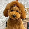 adorable, animal, brown_fur, closeup, companion, cute, decor, dog, face, fluffy, furniture, furry, groomed, hair_tie, household, indoor, pet, poodle, portrait, studio_lighting