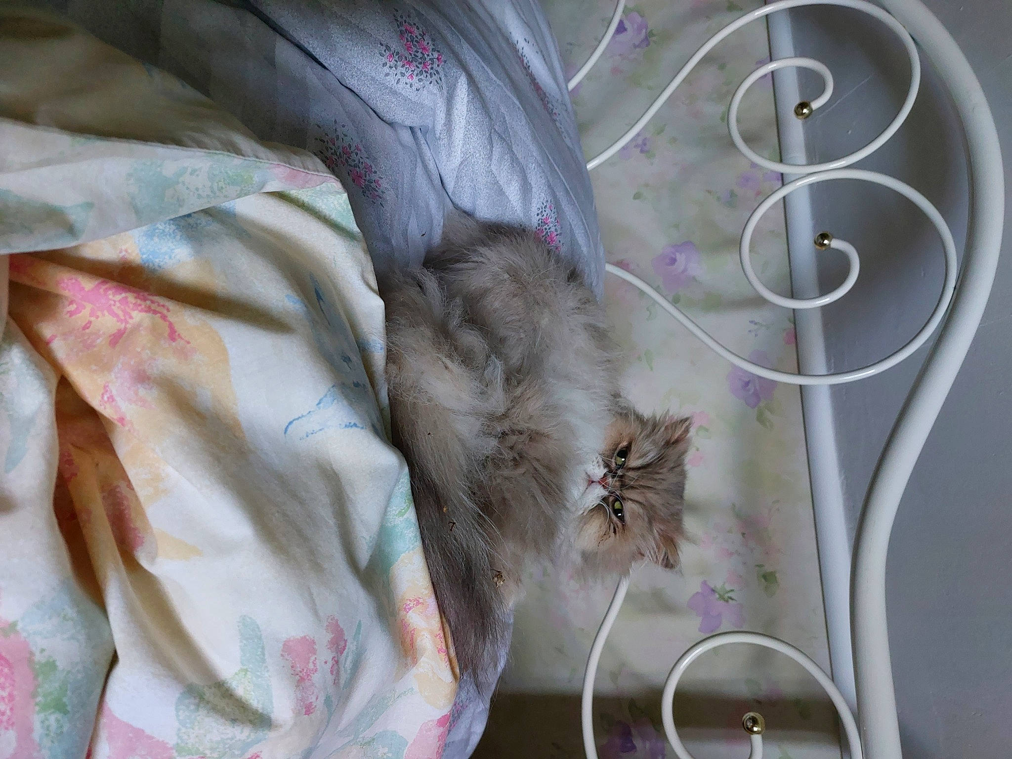 Jazzy a rejoint le concours — aidez-le/la à gagner de superbes lots ! carnivore, cat, domestic_short_haired_cat, fawn, feather, felidae, fur, glass, grey, linens, pattern, paw, peach, room, small_to_medium_sized_cats, tail, textile, whiskers