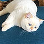 Zadig participe au concours pour gagner de l'argent avec cette photo : cat, white_cat, blue_eyes, fluffy, pet, animal, indoor, furniture, chair, fabric, relaxed, cute, whiskers, ears, laying_down, looking_away, domestic, mammal, soft, cozy