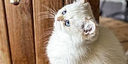 Zadig a rejoint le concours — aidez-le/la à gagner de superbes lots ! kitten, cat, white_fur, blue_eyes, wooden_floor, wooden_wall, indoor, pet, animal, feline, young_cat, curious, fluffy, sitting, natural_light, closeup, cute, domestic_cat, whiskers, soft_fur
