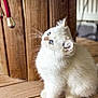 kitten, cat, white_fur, blue_eyes, wooden_floor, wooden_wall, indoor, pet, animal, feline, young_cat, curious, fluffy, sitting, natural_light, closeup, cute, domestic_cat, whiskers, soft_fur