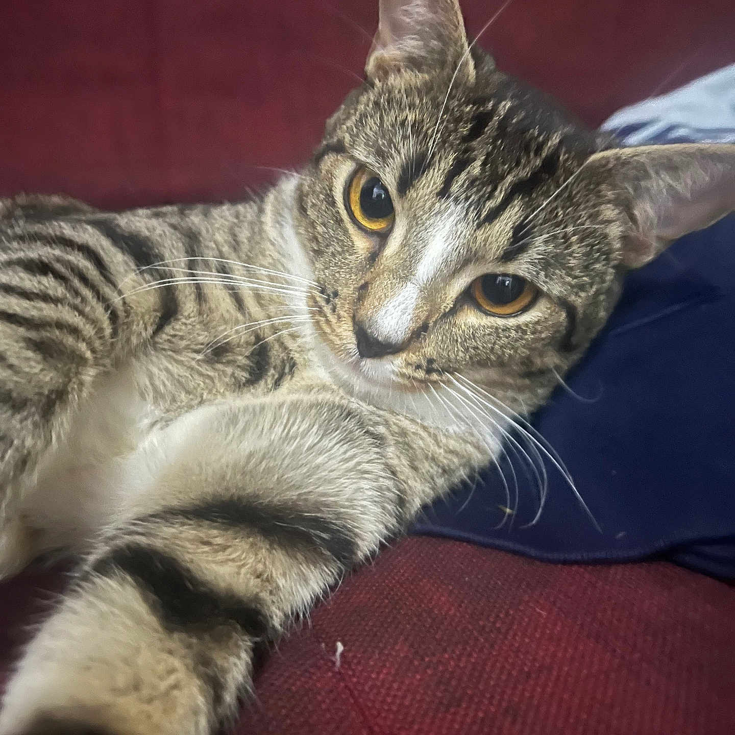 Milo is registered to the contest to win money with this photo: animal, cat, closeup, couch, cute, domestic, eyes, face, feline, fur, indoor, laying, paw, pet, red, relaxing, resting, striped, tabby, whiskers
