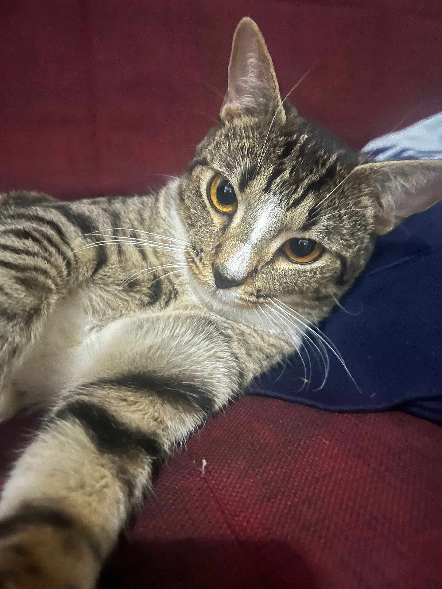 Milo is registered to the contest to win money with this photo: cat, tabby, pet, animal, feline, whiskers, paw, couch, red, relaxing, closeup, fur, striped, cute, indoor, eyes, face, laying, resting, domestic