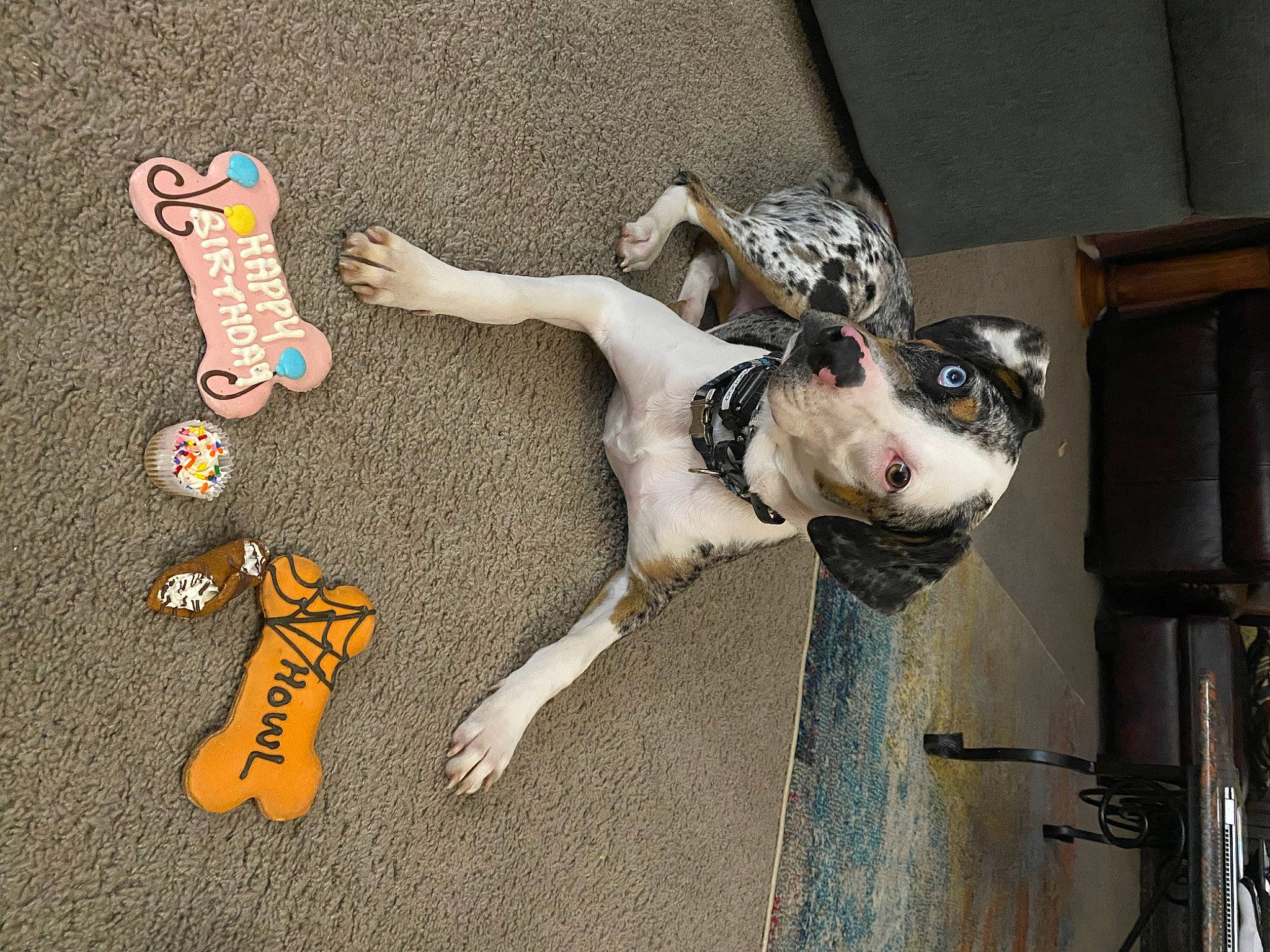 Voodoo is registered to the contest to win money with this photo: art, canidae, carnivore, collar, companion_dog, dog, dog_breed, dog_collar, dog_supply, fawn, flooring, fur, guard_dog, leash, mammal, paw, sporting_group, tail, vertebrate, working_animal