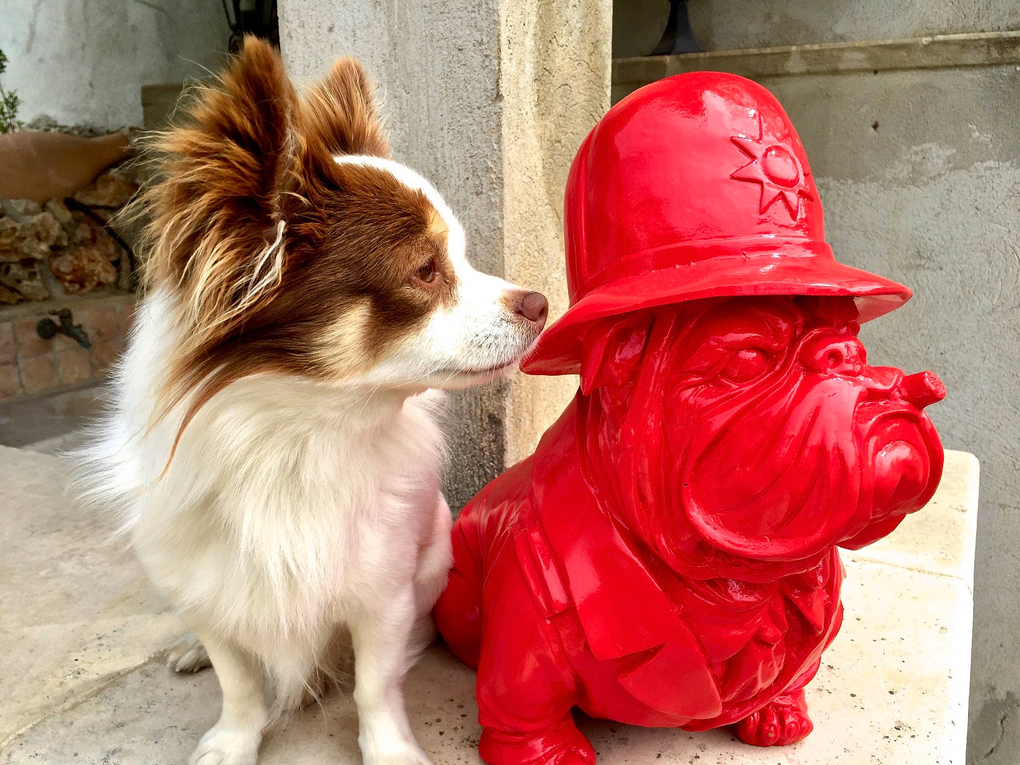 Marius a rejoint le concours — aidez-le/la à gagner de superbes lots ! art, canidae, carmine, carnivore, companion_dog, dog, dog_breed, dog_clothes, dog_supply, fawn, fur, german_spitz, leash, liver, snout, spitz, sporting_group, toy_dog, volpino_italiano, working_animal