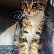 Zéphyr participe au concours pour gagner de l'argent avec cette photo : abyssinian, animal, blanket, cat, kitten, manx, pet