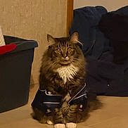 Coco is registered to the contest to win money with this photo: cat, tabby, fluffy, indoor, jacket, pet_clothing, floor, curious_eyes, sitting, feline, domestic_animal, cozy, blanket, storage_bin, brown, white_paws, long_hair, looking_at_camera, animal, companion