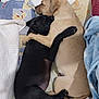 dog, black_dog, tan_dog, cuddling, hugging, bed, blanket, sleeping, pets, animal, canine, cozy, fur, resting, indoors, companion, cute, friendship, paw, comfort
