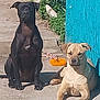 dog, black_dog, tan_dog, sidewalk, blue_wall, outdoor, sunlight, pet_toy, plant, curb, leash, relaxed, sitting, lying_down, companions, canine, shadow, daytime, concrete, urban