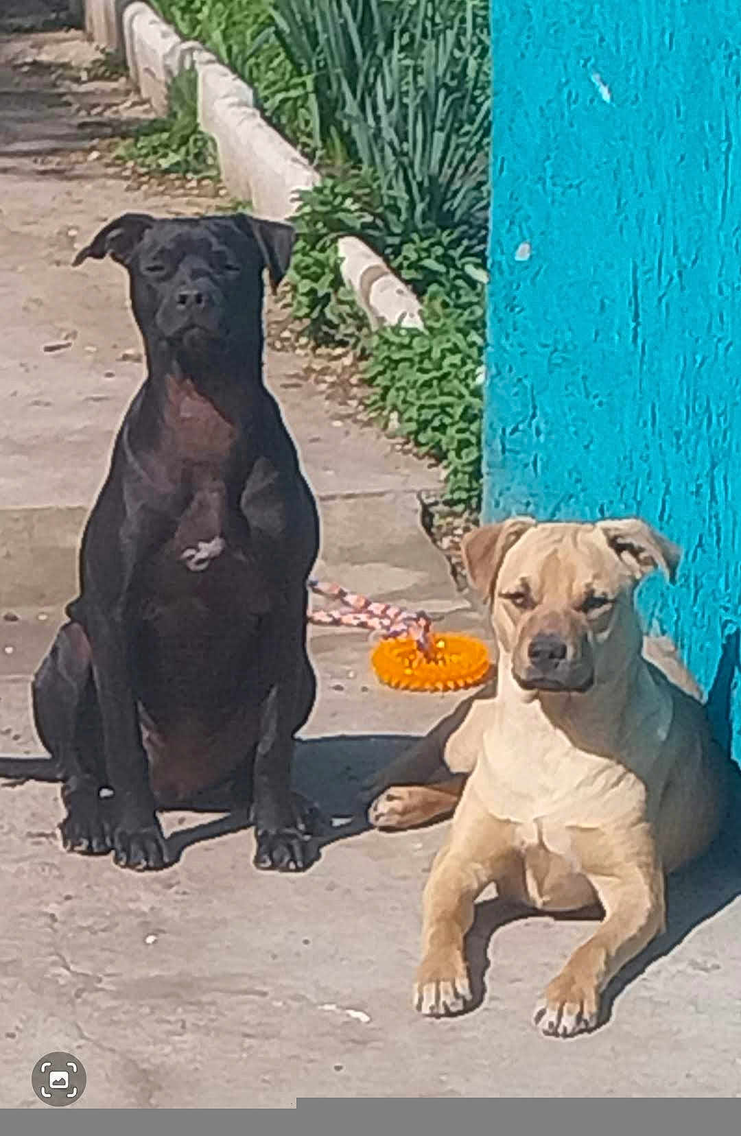 Daisy Y Panchito