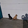 puppy, dog, black_dog, tan_dog, shadow, person_shadow, concrete, wall, outdoor, sunlight, sitting, pets, animal, side_view, daylight, photography, ground, resting, two_dogs, quiet